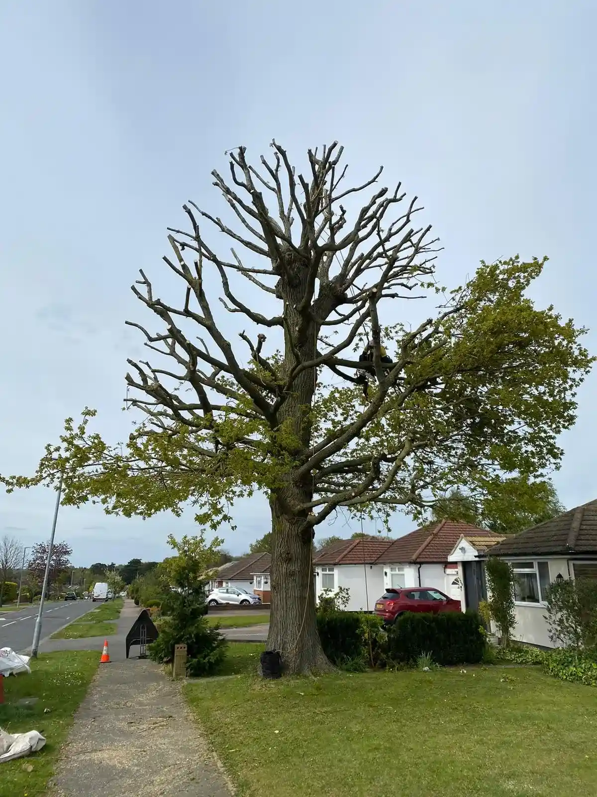 Gem Tree Management tree surgeon performing crown reduction on a large oak tree in Watford